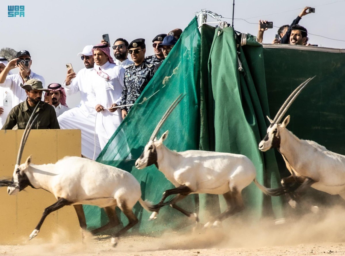 السعودية تستعيد المها العربي بعد 40 عاماً