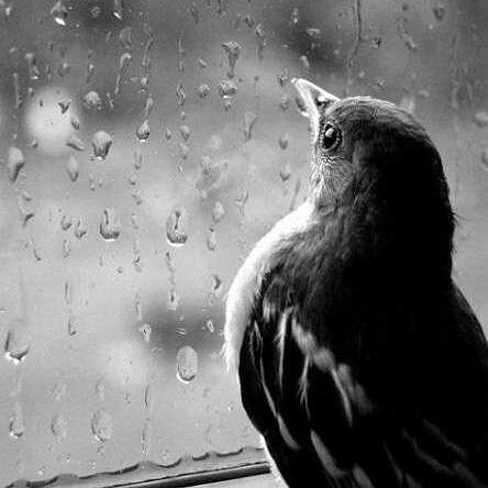 الطائر الأزرق.. أسطورة تتجدد في وجه الشتاء