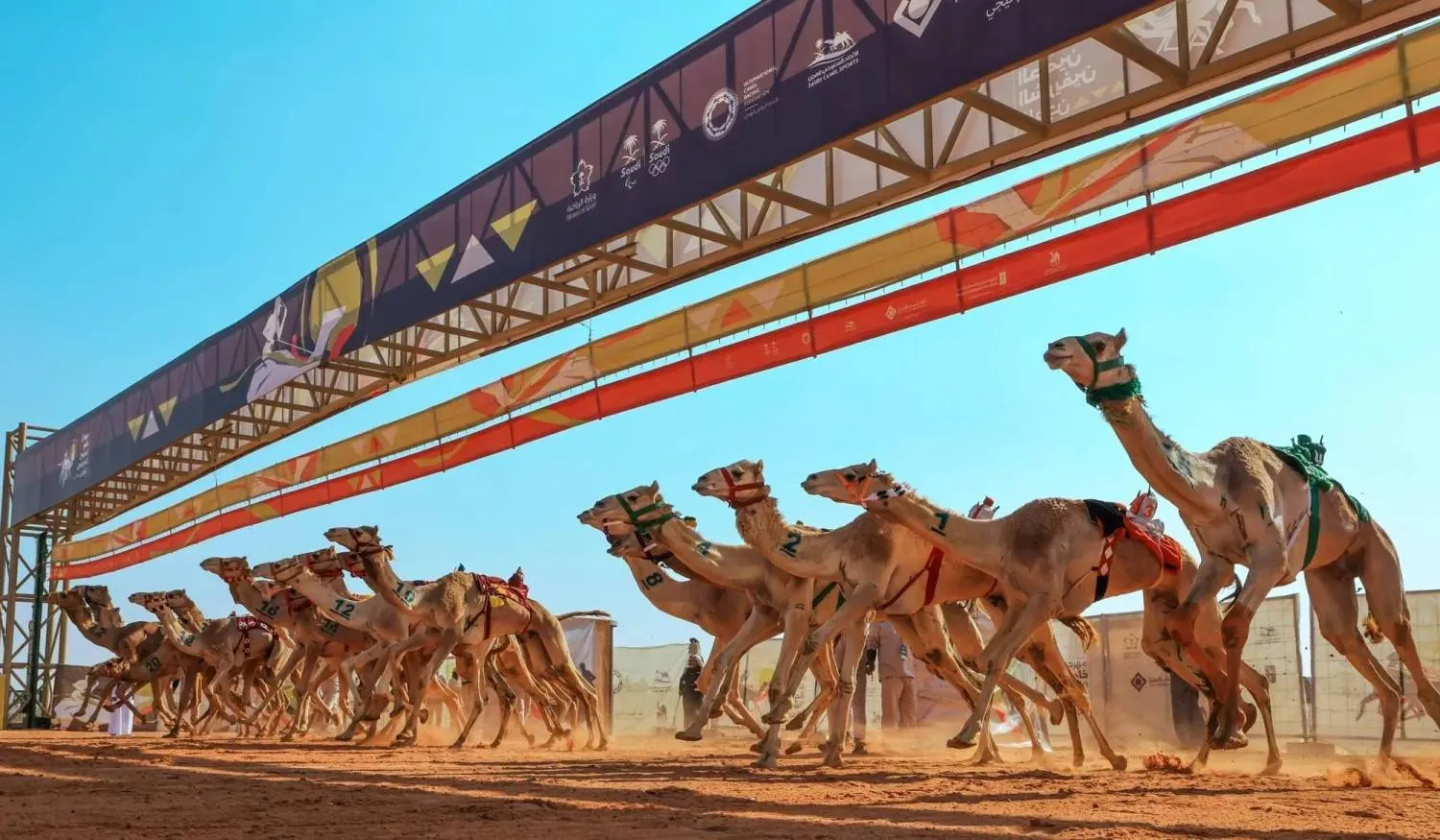 تتويج أبطال مهرجان خادم الحرمين الشريفين للهجن 2026 في ختام منافسات «اللقايا»